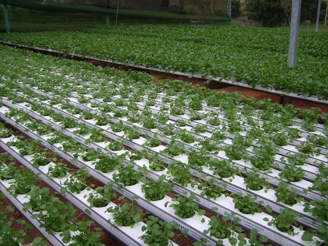 O agrião está entre as três hortaliças folhosas mais produzidas em hidroponia - Crédito Hidrogood