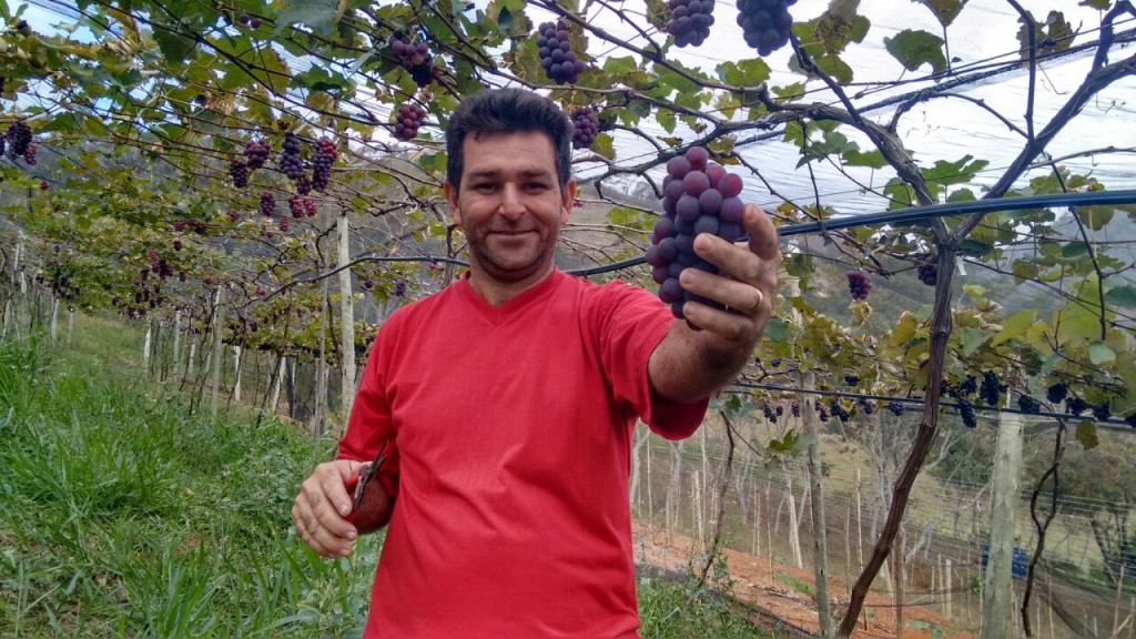 Marcio Parud, da Regiao dos Lagos, cultiva ha 3 anos uva no clima quente e com sucesso