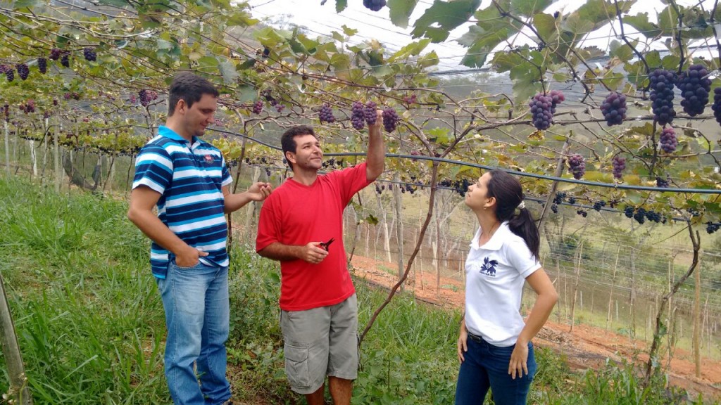 Produtor Marcio Parud aprova cultivo da uva Niagra Rosada em Rio das Ostras, Regiaoi dos Lagos Fluminense