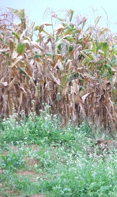 Milho plantado com crotalária - Crédito Miriam Lins