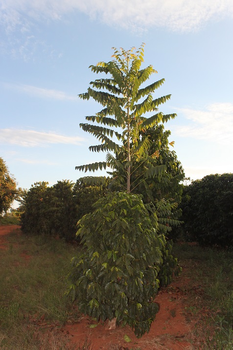 Cedro BV 1110 com caféaos oito meses