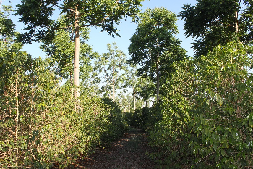 Cedro BV 1110 com café aos 4,5 anos