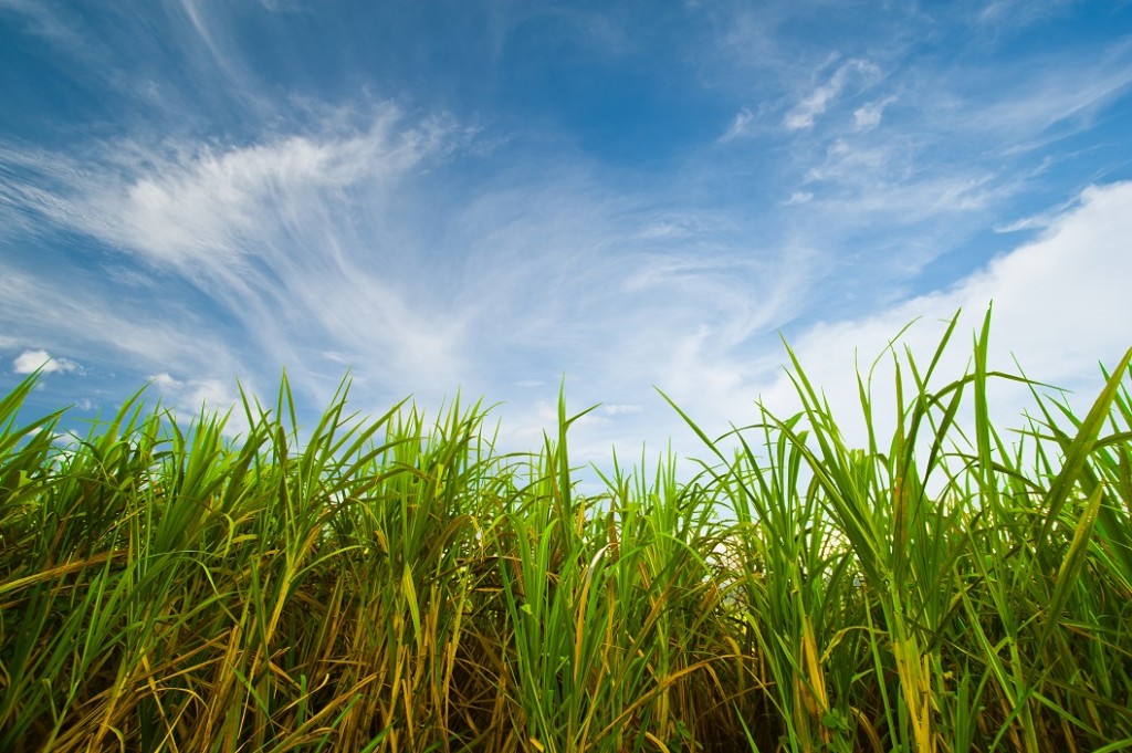 Um solo com boa fertilidade garantirá maiores produtividades da cana - CréditosShutterstock