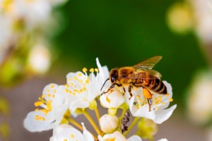 85% das plantas e flores necessitam, em algum momento do seu desenvolvimento, de animais polinizadores - Crédito: Depositphotos