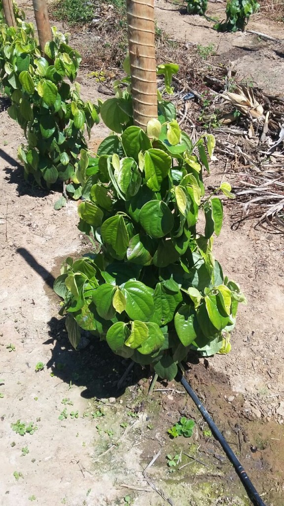 O clima ideal para a pimenta-do-reino é quente e úmido - Crédito Bioneem