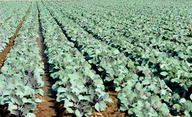 Os híbridos do grupo ramoso proporciona plantas vigorosas e com alta brotação lateral - Fotos Shutterstock