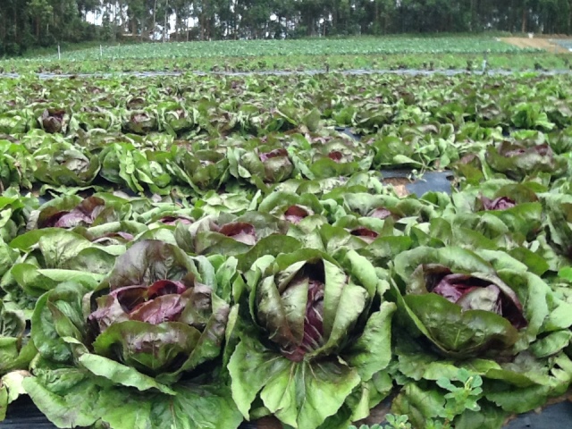 Stefan Adriaan Coppelmans apostou no radicchio e se mostra satisfeito com os resultados - Crédito Morgana Delazeri
