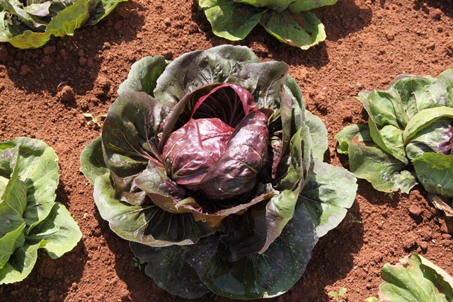As sementes podem ser plantadas diretamente no local definitivo da horta - Crédito Ana Maria Diniz