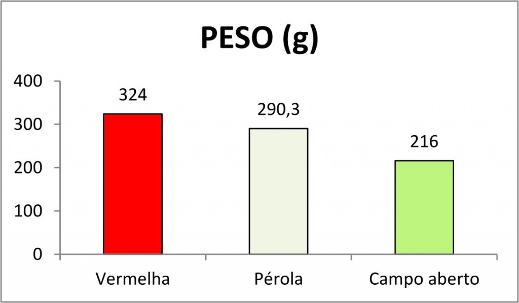 Dados do peso médio por planta sob a tela CHROMATINET LENO vermelha e pérola comparado com o campo aberto, em Antônio Carlos-SC.