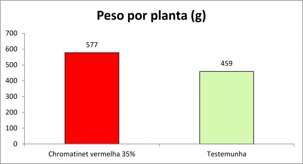 Peso médio e diâmetro médio por planta produzida sob a tela fotoconversora CHROMATINET vermelha comparado com o campo aberto, em Anápolis-GO.