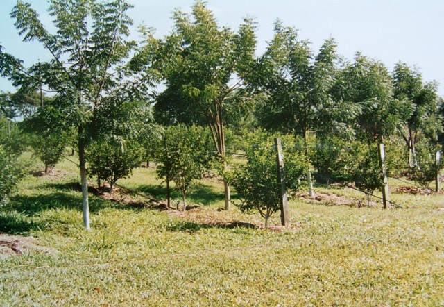 O neem indiano tem despontado como solução sustentável para a agricultura - Crédito Hélcio Abreu Júnior