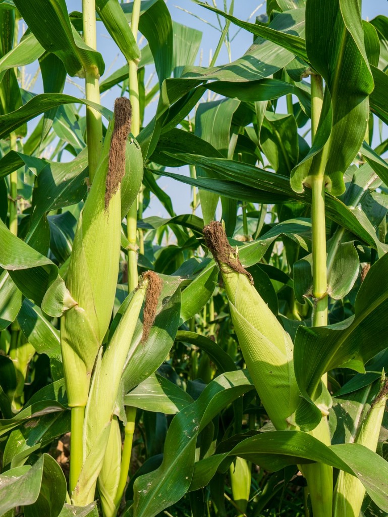 O uso de fertilizantes de eficiência aumentada reduz as perdas por volatilização - Fotos Shutterstock