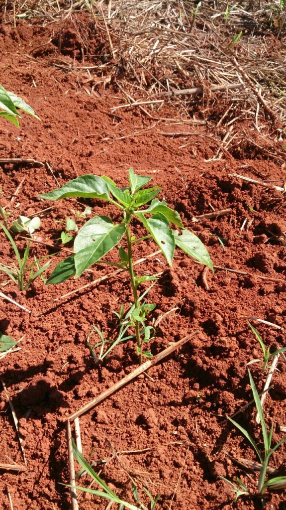 Tratamento padrão -Lavoura com 45 dias após plantio. A foto Ã  esquerda é o tratamento padrão e Ã  direita tratamento Green Has Brasil. Nesta análise preliminar avaliamos que as plantas tratadas com Green Has estão mais vigorosas e com maior desenvolvimento vegetativo.  