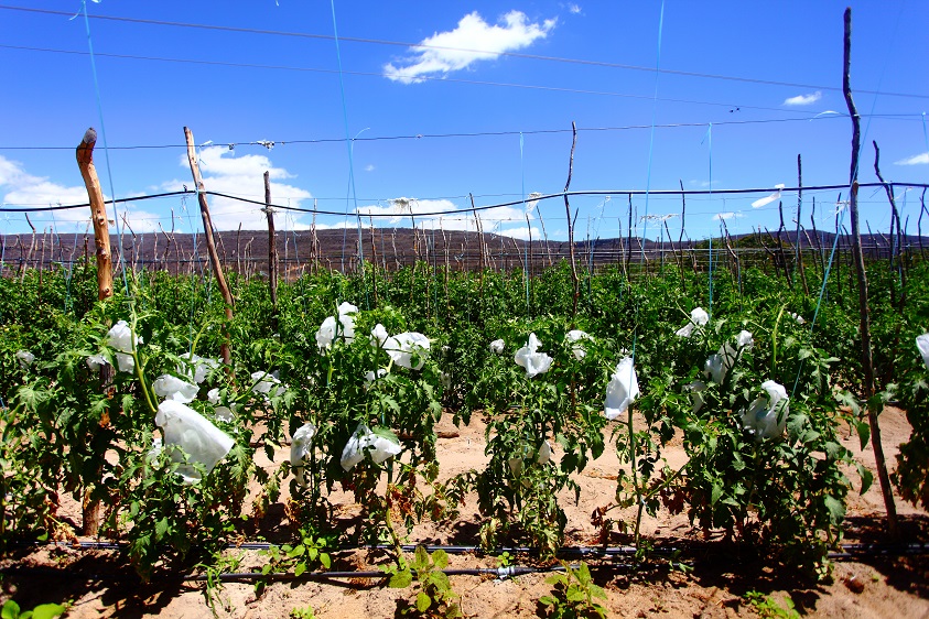 Visão panorâmica da plantação de tomate ensacada - Fotos Chico Gomes