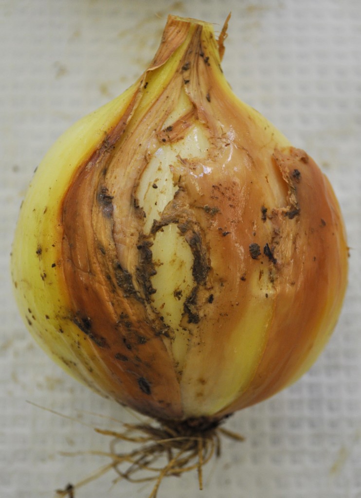 Sintomas típicos da podridão-bacteriana-das-escamas causada por Burkholderiacepacia - Crédito BGugino