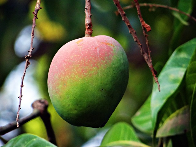 A mosca-das-frutas ataca a polpa dos frutos - Crédito Pixabay