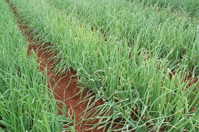 As curvas de absorção constituem uma ferramenta importante no manejo nutricional - Crédito Ana Maria Diniz