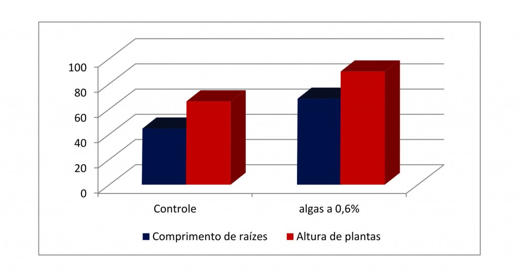 Gráfico 6 - Algas e aminóacidos no tratamento de sementes