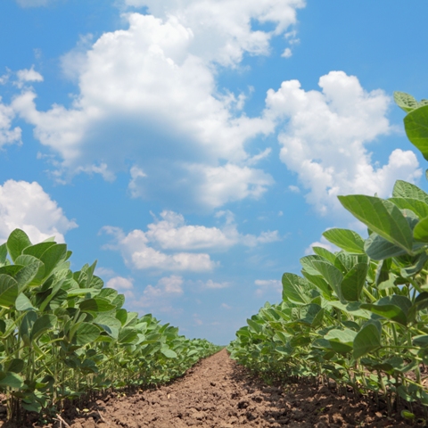A adubação a lanço melhora o planejamento operacional do agricultor, agilizando o plantio - Créditos Shutterstock