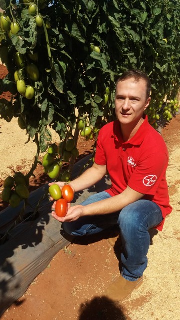Walter Bernardi, melhorista em tomate - Fotos Thiago Mesquita