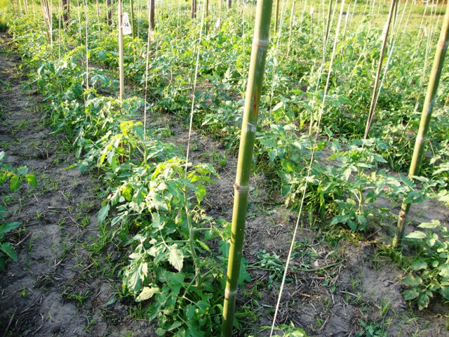 Cultivo de tomate orgânico em campo - Crédito Evandro Costa