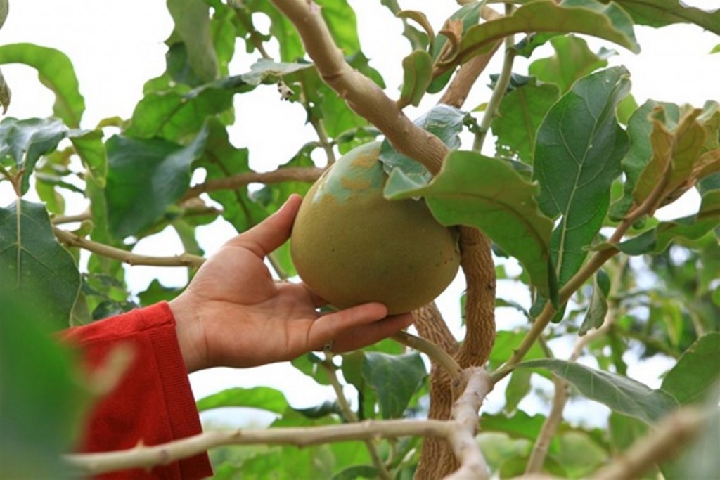 Fruto de lobo 10 meses após plantio no campo - CréditosEder Luiz Almeida