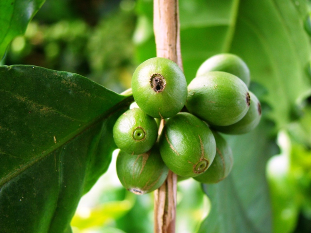 Fruto perfurado pela broca-do-café - Crédito Epamig
