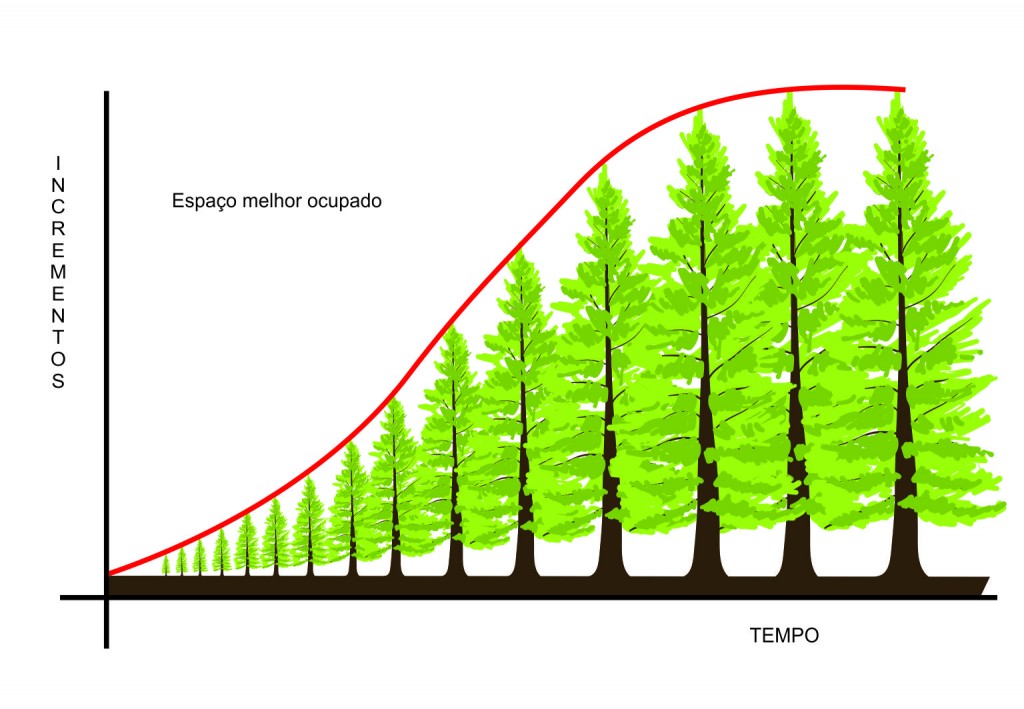 Análise da proposição do manejo florestal