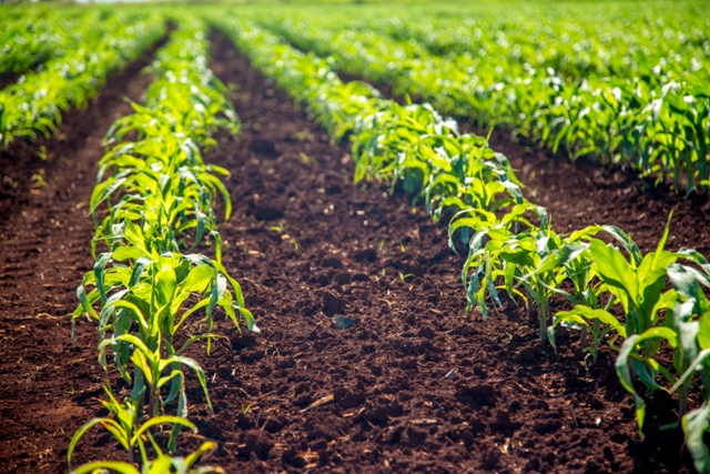 Trichoderma promove maior desenvolvimento foliar - Crédito Shutterstock