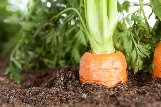 A utilização de fertilizantes organominerais cresce ano a ano - Fotos Shutterstock