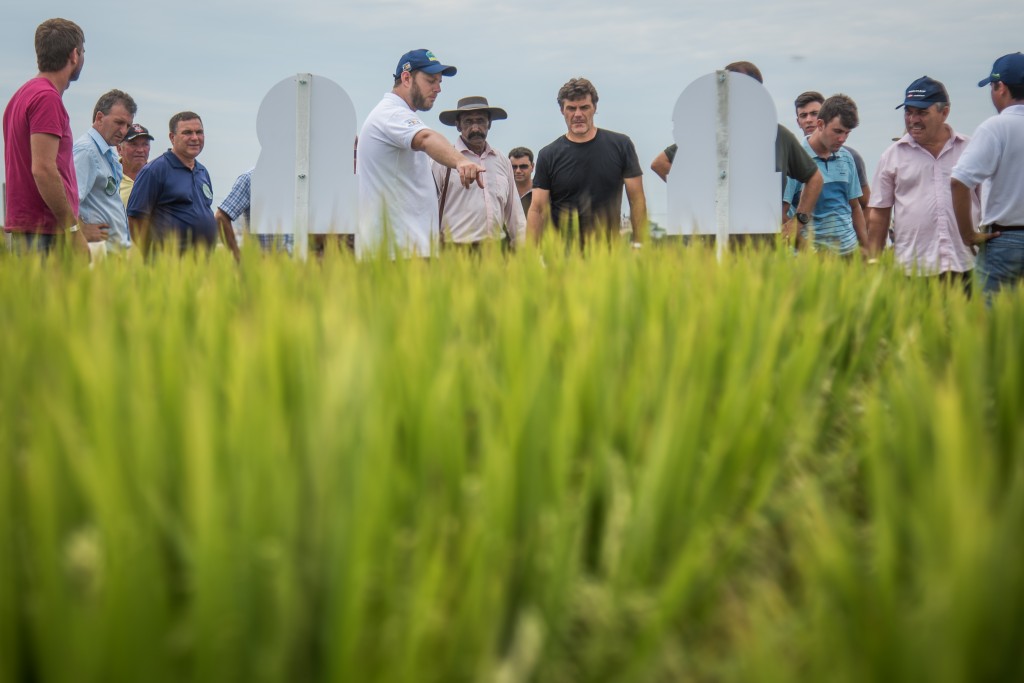 COLHEITA DO ARROZ 2017_-5185