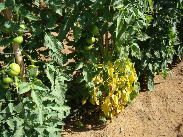 Sintomas de fusariumem tomate - Crédito Hélcio Costa