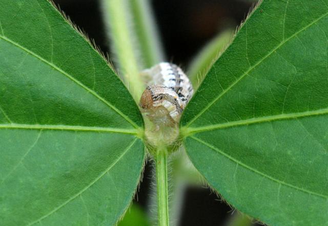 Helicoverpa armigera