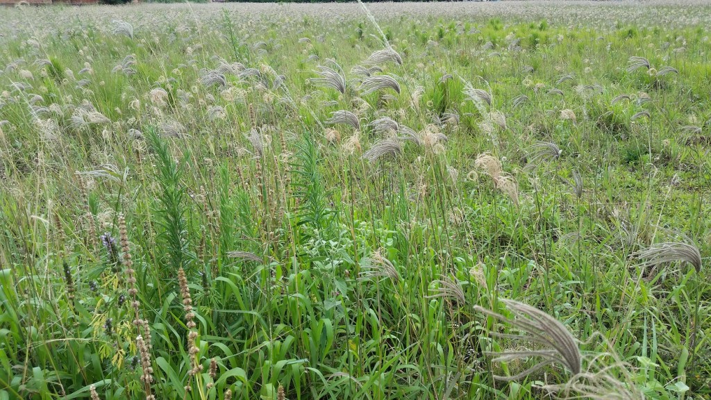 Diversidade de infestantes, em destaque outro potencial problema Chloris spp. - Créditos Leandro Paiola Albrecht