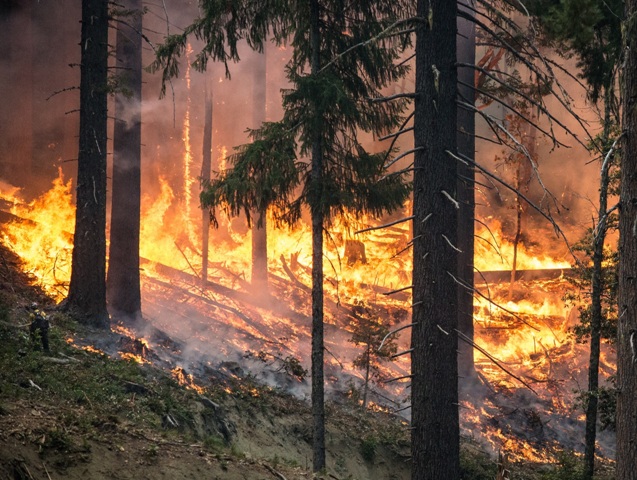 Após a ocorrência de um incêndio, o valor comercial do material lenhoso desvaloriza - Crédito Pixabay
