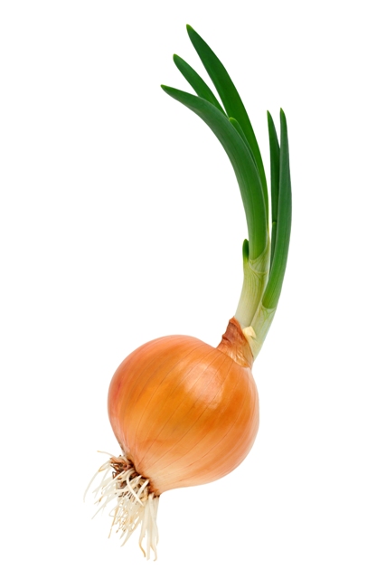 Crédito Shutterstock