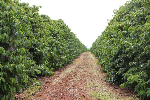 Os fitonematoides geralmente atacam as raízes das plantas - Crédito Luize Hess