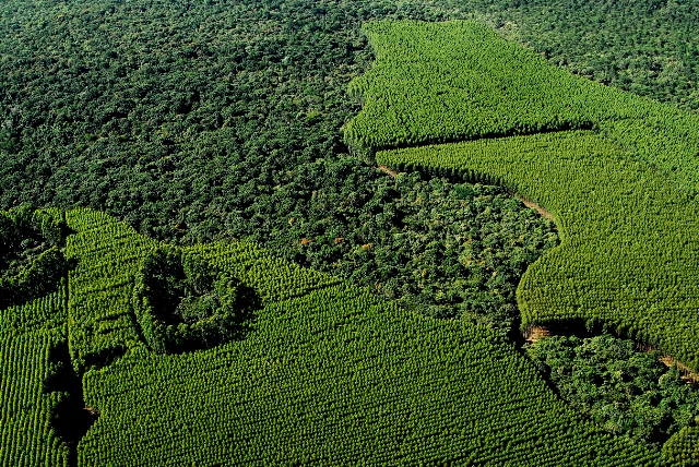 Floresta de eucalipto plantada pela Fibria - Crédito Fibria