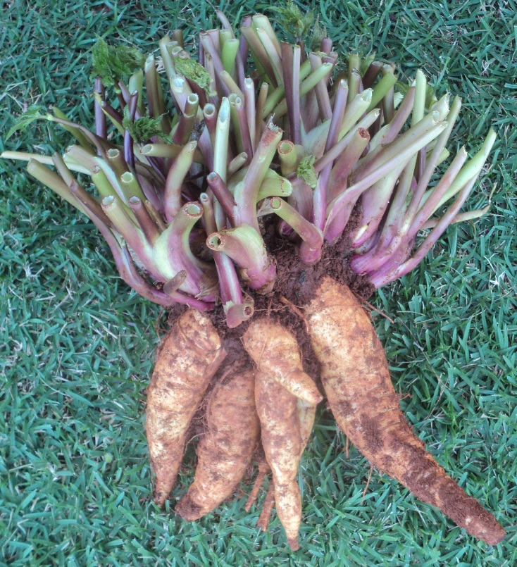 Mandioquinha salsa