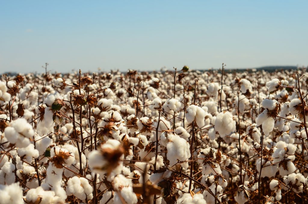 Florada Algodao_Alltech Crop Science