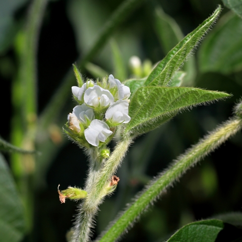 Com adubo líquido, a disponibilização dos nutrientes para a planta é mais rápida - Fotos Shutterstock