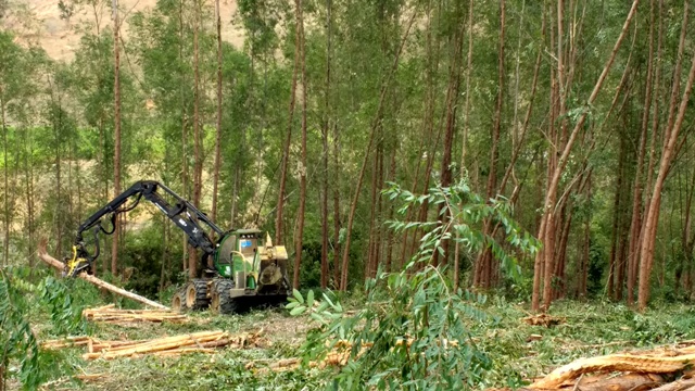 Durante a colheita, os já conhecidos Harvesters e Fellers dominam o terreno - Crédito Larissa Nunes dos Santos