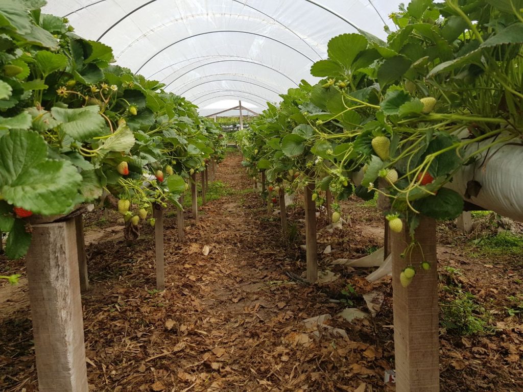 A nutrição é fundamental para a garantia de produtividade - Crédito Mauro Martini