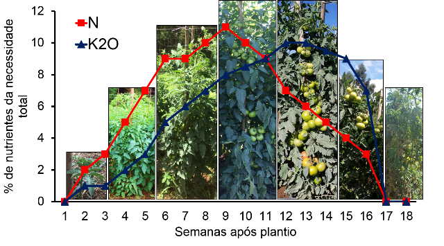  Demanda de nitrogênio (N) e potássio (K2O) de um híbrido de tomate de acordo com seu crescimento