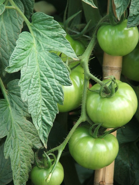 A demanda de nutrientes por tonelada de frutos produzidos - Crédito Ana Maria Diniz