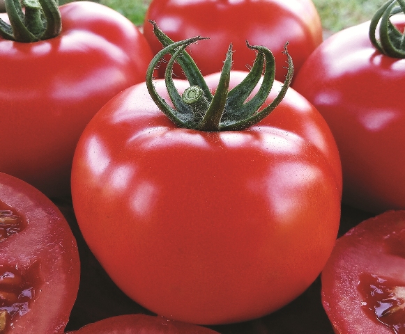 Tomate Ducatto -Créditos Agristar