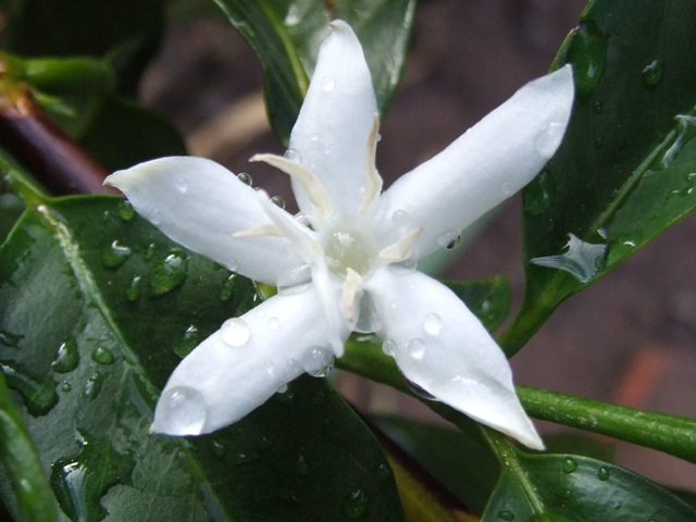 Bioestimulantes estimulam florada - Crédito Ivanir Maia