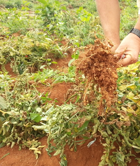 Sintomas de nematoides em lavoura de tomate - Crédito Hélcio Costa