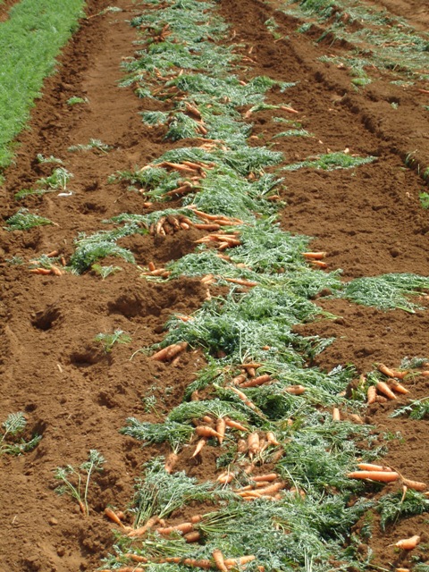 Ataque de nematoides em lavoura de cenoura - Crédito Mário Inomoto