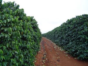 Com o manejo da relação fontedreno define produtividade - Crédito Satis